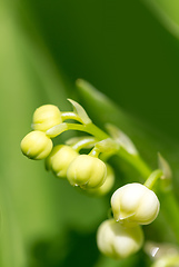 Image showing Lily of the valley in spring garden