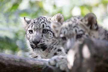 Image showing kitten of Snow Leopard cat, Irbis