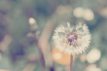 Image showing close up of Dandelion on background green grass