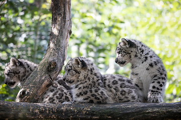 Image showing kitten of Snow Leopard cat, Irbis