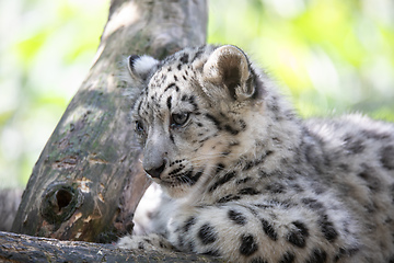 Image showing kitten of Snow Leopard cat, Irbis