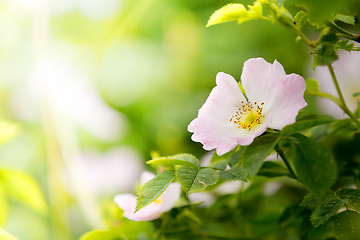 Image showing Rose hip or rosehip flower