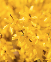 Image showing Yellow spring flower forsythia