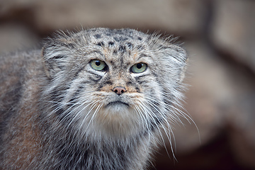 Image showing Pallas\'s cat, Otocolobus manul