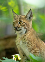 Image showing cute small kitten of Lynx