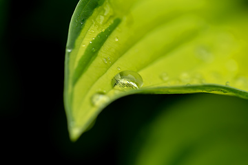 Image showing water drops on green plant leaf