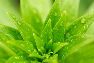Image showing water drops on green plant leaf