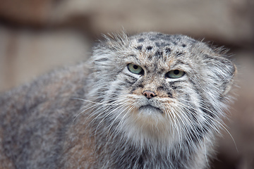 Image showing Pallas\'s cat, Otocolobus manul