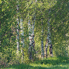 Image showing birch tree in spring countryside