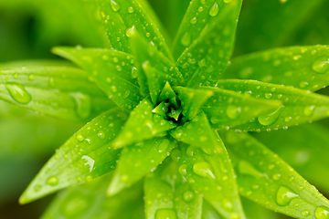 Image showing water drops on green plant leaf