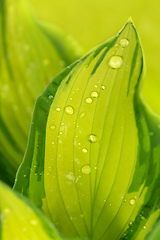 Image showing water drops on green plant leaf