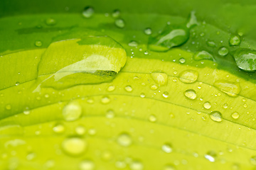 Image showing water drops on green plant leaf