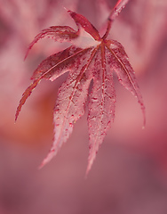 Image showing water drops on red maple leaf