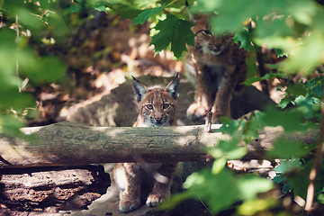 Image showing cute small kitten of Lynx