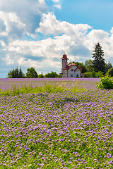 Image showing purple tansy field, countryside