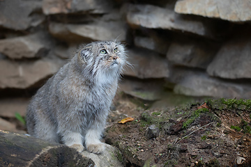 Image showing Pallas\'s cat, Otocolobus manul