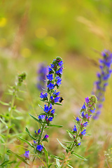 Image showing summer blueweed flower blossom