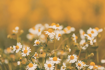 Image showing Chamomile field flowers