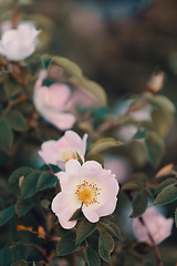 Image showing Rose hip or rosehip flower