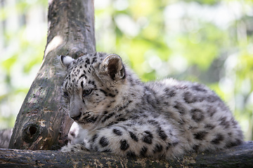 Image showing kitten of Snow Leopard cat, Irbis