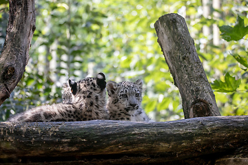 Image showing kitten of Snow Leopard cat, Irbis