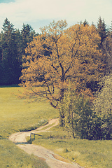 Image showing rural path with trees next to meadows