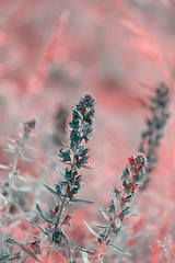 Image showing summer blueweed flower blossom