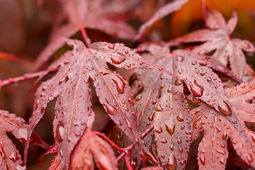 Image showing water drops on red maple leaf