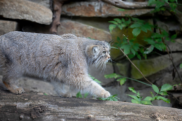 Image showing Pallas\'s cat, Otocolobus manul