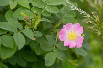 Image showing Rose hip or rosehip flower