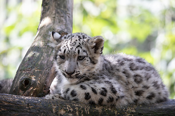 Image showing kitten of Snow Leopard cat, Irbis