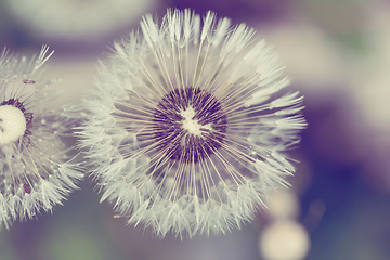 Image showing close up of Dandelion on background green grass