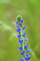 Image showing summer blueweed flower blossom