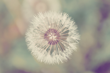 Image showing close up of Dandelion on background green grass