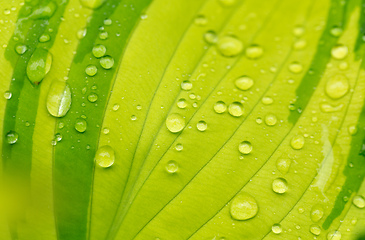 Image showing water drops on green plant leaf