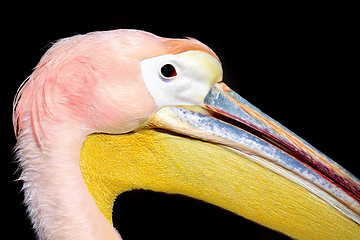 Image showing Great White Pelican