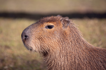 Image showing Capybara, Hydrochoerus hydrochaeris