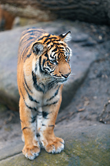 Image showing Sumatran Tiger, Panthera tigris sumatrae