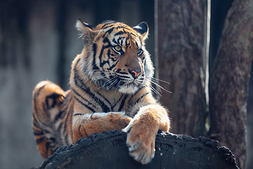 Image showing Sumatran Tiger, Panthera tigris sumatrae