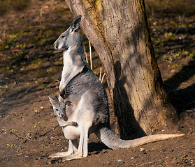 Image showing Red kangaroo, Megaleia rufa