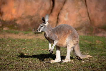 Image showing Red kangaroo, Megaleia rufa