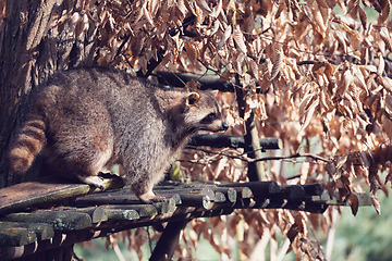 Image showing portrait of North American raccoon