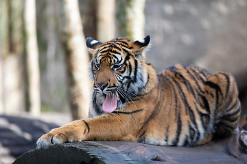 Image showing Sumatran Tiger, Panthera tigris sumatrae