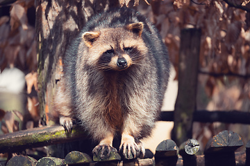 Image showing portrait of North American raccoon