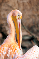 Image showing Great White Pelican
