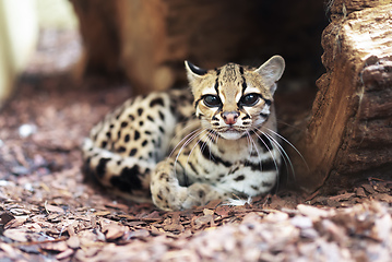 Image showing Margay, Leopardus wiedii, a rare South American cat