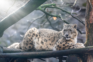 Image showing beautiful white Snow Leopard cat, Irbis