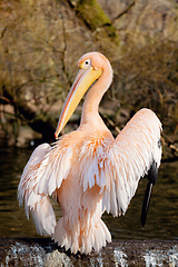 Image showing Great White Pelican