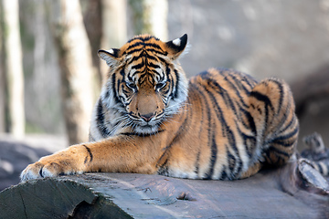 Image showing Sumatran Tiger, Panthera tigris sumatrae