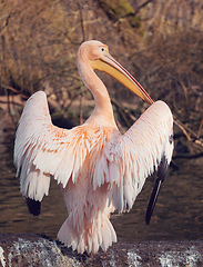 Image showing Great White Pelican